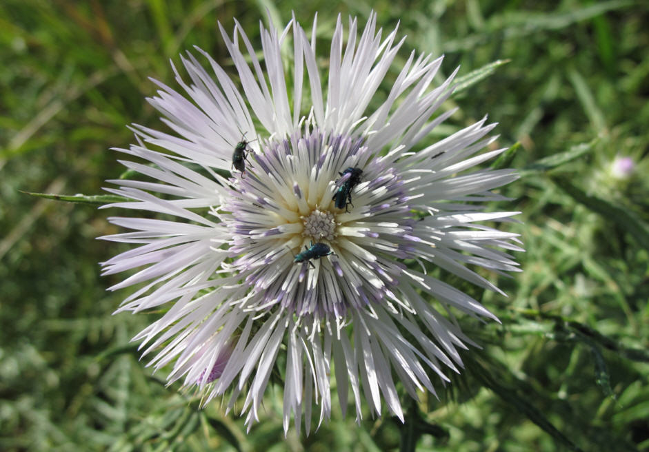 Psilothrix sp.
